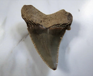 Angustidens Extinct Shark Tooth Genuine & Unrestored (2 Inches Long)
