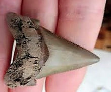 Cargar imagen en el visor de la galería, Angustidens Extinct Shark Tooth Genuine &amp; Unrestored (2 Inches Long)
