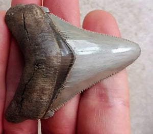 Angustidens Extinct Shark Tooth Genuine & Unrestored (2 Inches Long)