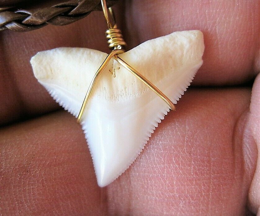Bull Shark Tooth Necklace Pendant With Cord 1 Inch Long