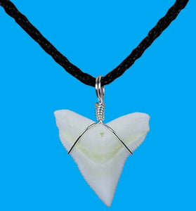 Bull Shark Tooth Necklace 1 Inch Long Genuine & Unrestored