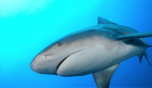 Cargar imagen en el visor de la galería, Bull Shark Tooth Necklace 1 Inch Long Genuine &amp; Unrestored
