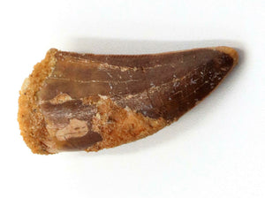 Carcharodontosaurus Tooth 1 1/5 Inches Long African T-Rex Morocco Genuine & Unrestored