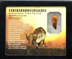 Diente de Carcharodontosaurus 1 1/5 pulgadas de largo T-Rex africano Marruecos genuino y sin restaurar