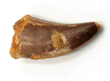 Cargar imagen en el visor de la galería, Carcharodontosaurus Tooth 1 1/5 Inches Long African T-Rex Morocco Genuine &amp; Unrestored
