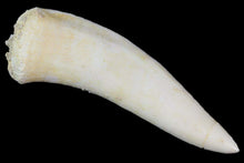 Charger l&#39;image dans la galerie, Enchodus Sabertooth Herring Extinct Fish Tooth Genuine Fossil
