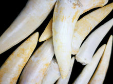 Cargar imagen en el visor de la galería, Enchodus Sabertooth Herring Extinct Fish Tooth Genuine Fossil
