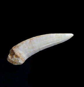 Enchodus Sabertooth Herring Extinct Fish Tooth Genuine Fossil