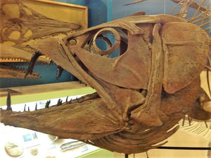 Enchodus Sabertooth Herring Extinct Fish Tooth Genuine Fossil