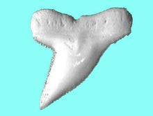 Load image into Gallery viewer, Hammerhead Shark Tooth Necklace 1 Inch Long Genuine &amp; Unrestored

