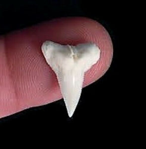 Hammerhead Shark Tooth Necklace 1 Inch Long Genuine & Unrestored