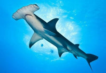Cargar imagen en el visor de la galería, Hammerhead Shark Tooth Necklace 1 Inch Long Genuine &amp; Unrestored
