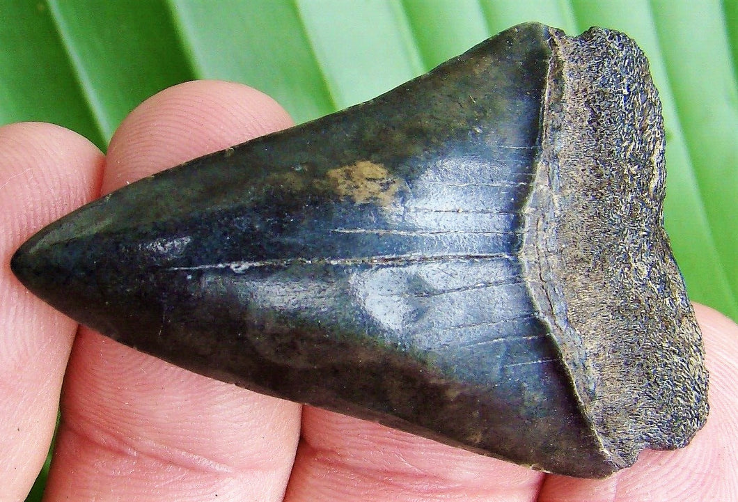 Extinct Mako Shark Tooth 2 Inches Long Genuine & Unrestored - Isurus Hastalis