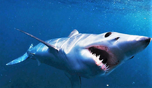 Cargar imagen en el visor de la galería, Mako Shark Tooth Necklace 1 Inch Long Genuine &amp; Unrestored
