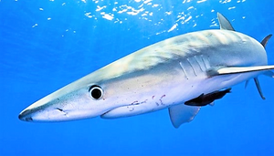 Extinct Mako Shark Tooth 2 Inches Long Genuine & Unrestored - Isurus Hastalis