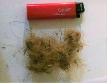 Cargar imagen en el visor de la galería, Woolly Mammoth Real Fossilized Hair Sample, 1 Gram Genuine Extract
