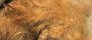 Woolly Mammoth Real Fossilized Hair Sample, Medium Sized Genuine Extract