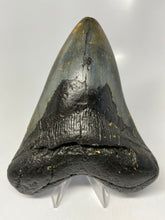 Charger l&#39;image dans la galerie, Megalodon Real Extinct Shark Tooth Prehistoric Genuine Large 5&quot; Long
