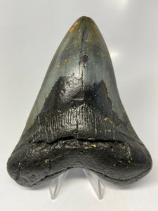 Megalodon Real Extinct Shark Tooth Genuine Relic Large 5" Long
