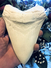 Load image into Gallery viewer, Megalodon Extinct Shark Tooth White Replica Large 7 Inches Long
