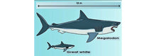 Charger l&#39;image dans la galerie, Megalodon Real Dent de requin éteinte Véritable dentelée Large 4&quot; de long
