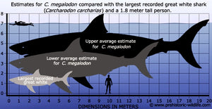 Megalodon Real Disparue Dent de Requin Préhistorique Véritable Grand 5" de Long