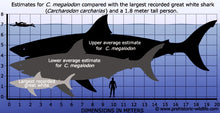 Cargar imagen en el visor de la galería, Megalodon Shark Tooth Replica Large 5 Inches Long White Resin Model
