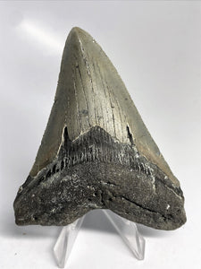 Megalodon Real Dent de requin éteinte Véritable dentelée Large 4" de long