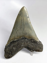 Cargar imagen en el visor de la galería, Megalodon Real Extinct Shark Tooth Genuine Serrated Large 4&quot; Long
