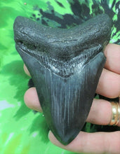 Load image into Gallery viewer, Megalodon Real Extinct Shark Tooth Genuine Serrated Large 4&quot; Long
