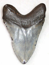 Cargar imagen en el visor de la galería, Megalodon Real Extinct Shark Tooth Genuine Serrated Large 4&quot; Long
