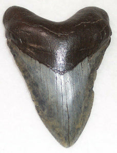 Megalodon Real Extinct Shark Tooth Genuine Serrated Large 4" Long