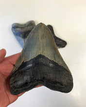 Charger l&#39;image dans la galerie, Megalodon Real Extinct Shark Tooth Genuine Fossil Large 5 1/2&quot; Long

