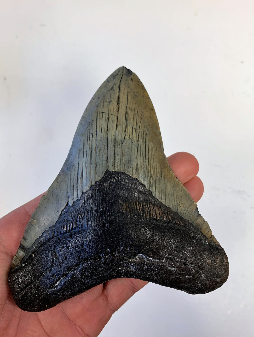 Megalodon Real Extinct Shark Tooth Genuine Fossil Large 5 1/2