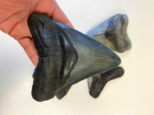 Megalodon Real Extinct Shark Tooth Genuine Relic Large 5 1/2" Long