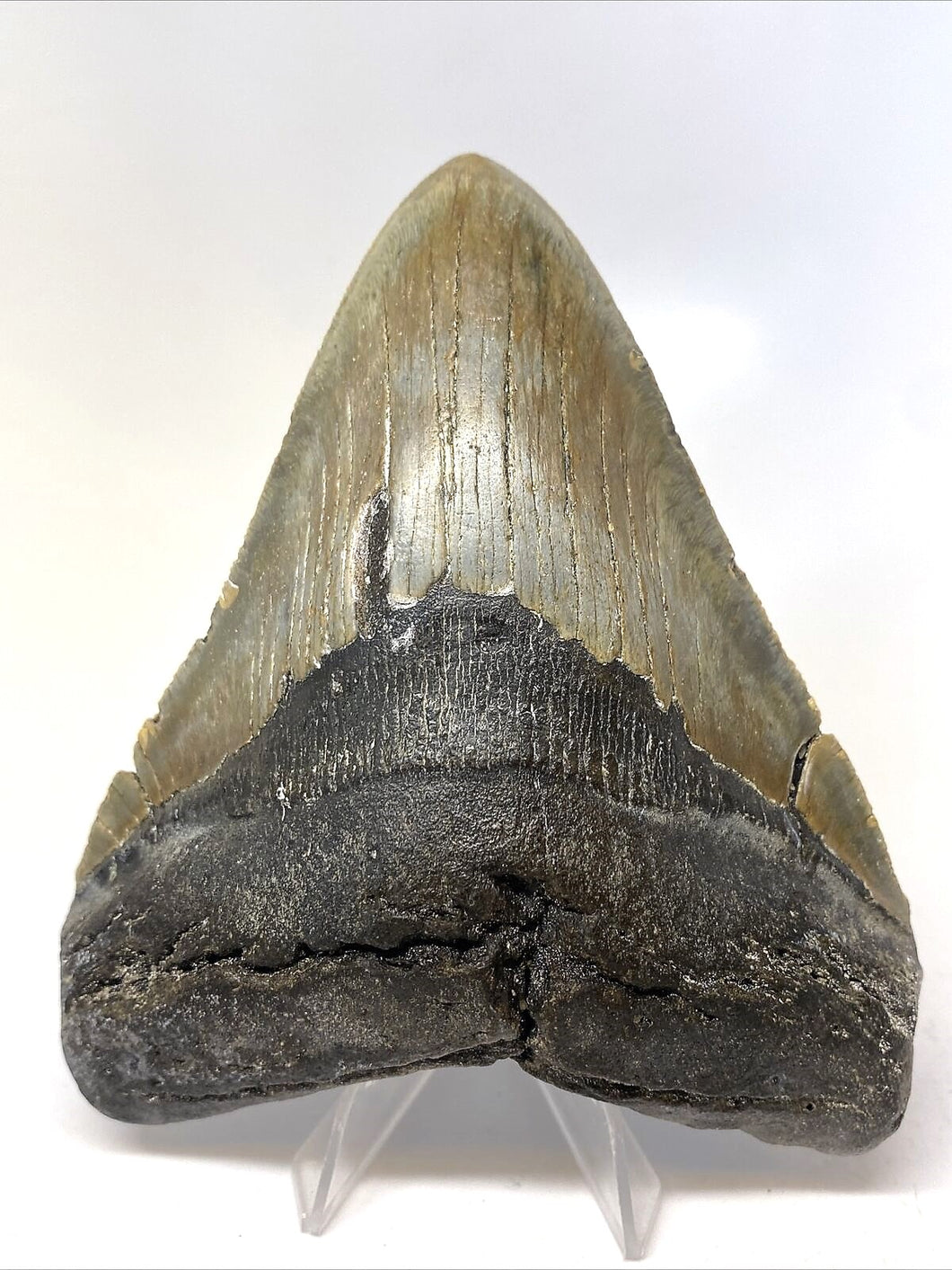 Megalodon Real Extinct Shark Tooth Prehistoric Genuine Large 5