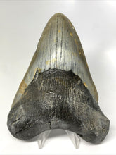 Cargar imagen en el visor de la galería, Megalodon Real Extinct Shark Tooth Genuine Relic Large 5&quot; Long
