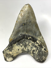 Charger l&#39;image dans la galerie, Megalodon Real Disparue Dent de Requin Préhistorique Véritable Grand 5&quot; de Long
