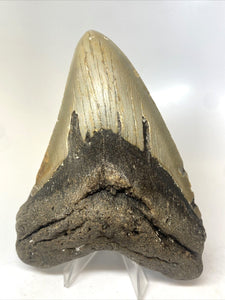 Megalodon Real Extinct Shark Tooth Prehistórico Genuino Grande 5" Largo