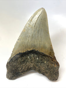 Megalodon Real Extinct Shark Tooth Prehistórico Genuino Grande 5" Largo