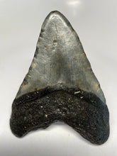 Cargar imagen en el visor de la galería, Megalodon Real Extinct Shark Tooth Genuine Relic Large 4&quot; Long
