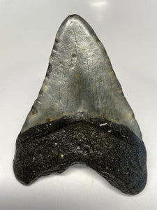Megalodon Real Extinct Shark Tooth Genuine Relic Large 4" Long