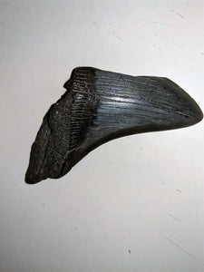 Megalodon Real Extinct Shark Tooth Partial Half Piece Shard