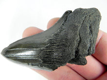 Cargar imagen en el visor de la galería, Megalodon Real Extinct Shark Tooth Partial Half Piece Shard
