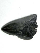 Cargar imagen en el visor de la galería, Megalodon Real Extinct Shark Tooth Partial Half Piece Shard
