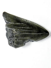 Load image into Gallery viewer, Megalodon Real Extinct Shark Tooth Partial Half Piece Shard
