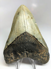 Cargar imagen en el visor de la galería, Megalodon Real Extinct Shark Tooth Prehistórico Genuino Grande 5&quot; Largo
