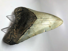 Cargar imagen en el visor de la galería, Megalodon Real Extinct Shark Tooth Prehistórico Genuino Grande 5&quot; Largo
