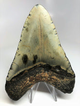 Charger l&#39;image dans la galerie, Megalodon Real Extinct Shark Tooth Genuine Relic Large 5&quot; Long
