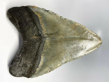 Charger l&#39;image dans la galerie, Megalodon Real Disparue Dent de Requin Préhistorique Véritable Grand 5&quot; de Long
